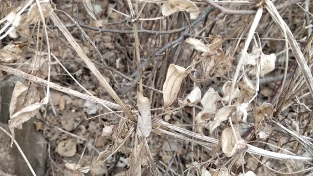 冰雪融化后,在野外发现了鸿茅,也叫茜草,血见愁,它往往是丛生,一片的话,有时很多棵,又多又密.#血见愁#茜草#鸿茅#南楼山