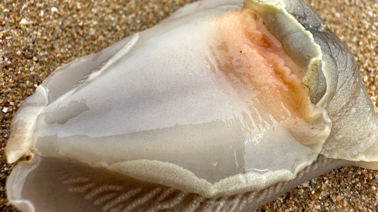 大齐赶海,发现一只海蛞蝓卧沙会发出臭味,还挖到了大蛤蜊