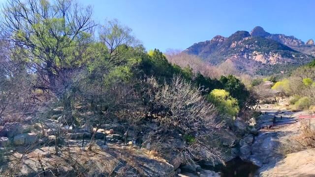 阳春三月的龙潭公园#泰山#创作灵感 #治愈系风景 #这就是山东的春天味道