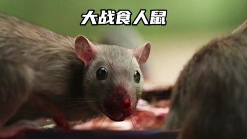 大战食人鼠#动物 #老鼠 #电影