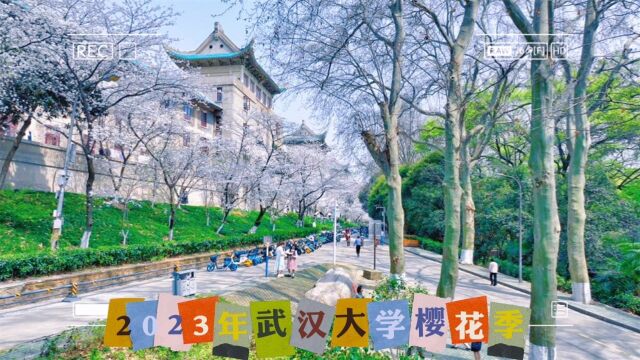 楚天春光好# 2023年武汉大学樱花季3月15日,武汉大学樱花盛开,也是对社会公众开放第一天,首批预约1.5万如期而至.@武汉大学