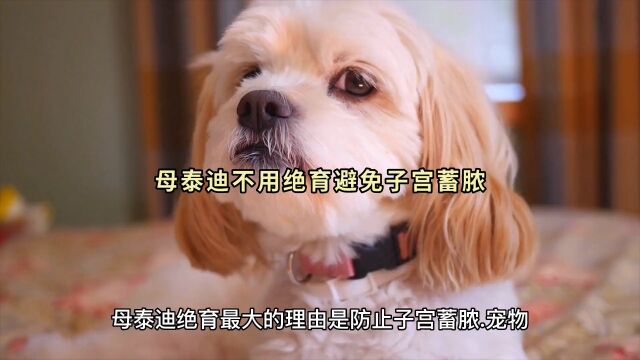 母泰迪不用绝育避免子宫蓄脓