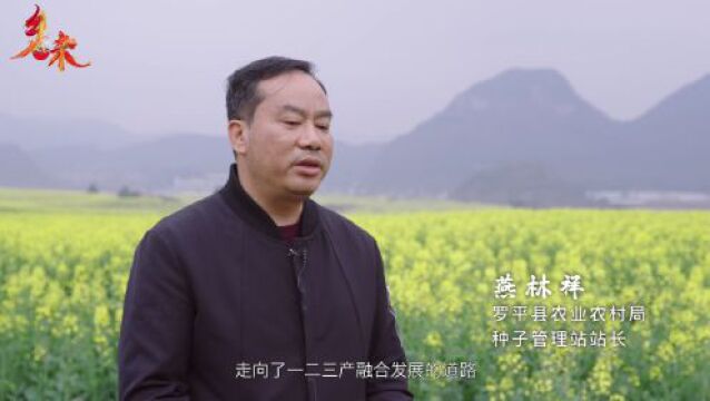 罗平:百万亩油菜花泛起致富“金”