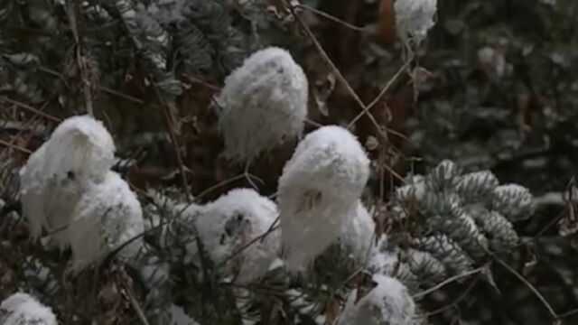 受天气变化影响,青海多地出现雨雪天气,气温下降