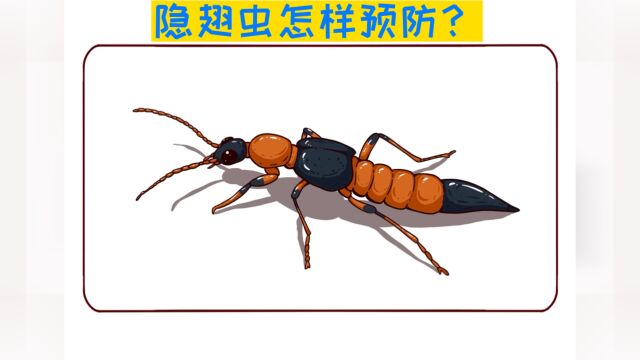 隐翅虫该怎样预防?