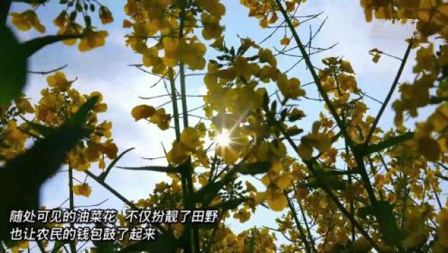 云南富源:油菜花开增春色 美丽经济促振兴