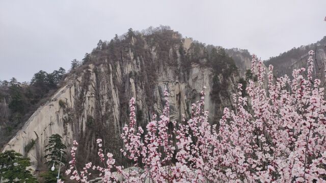 春天的西安华山太值得爬了,看看美不美