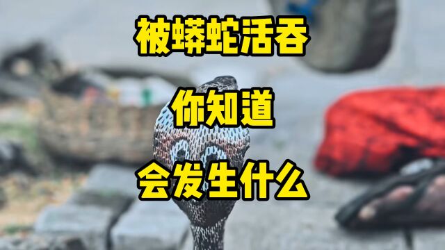 速看!被蟒蛇吞下,你知道会发生什么吗