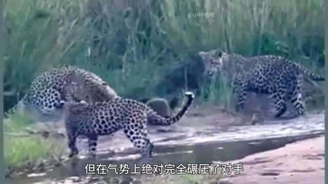 生猛平头哥真实户外人与动物和谐共处爱护大自然保护野生动物