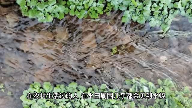 水蛭的科普知识