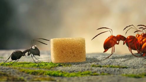 一块方糖，引发蚂蚁界的世纪大战《昆虫总动员》