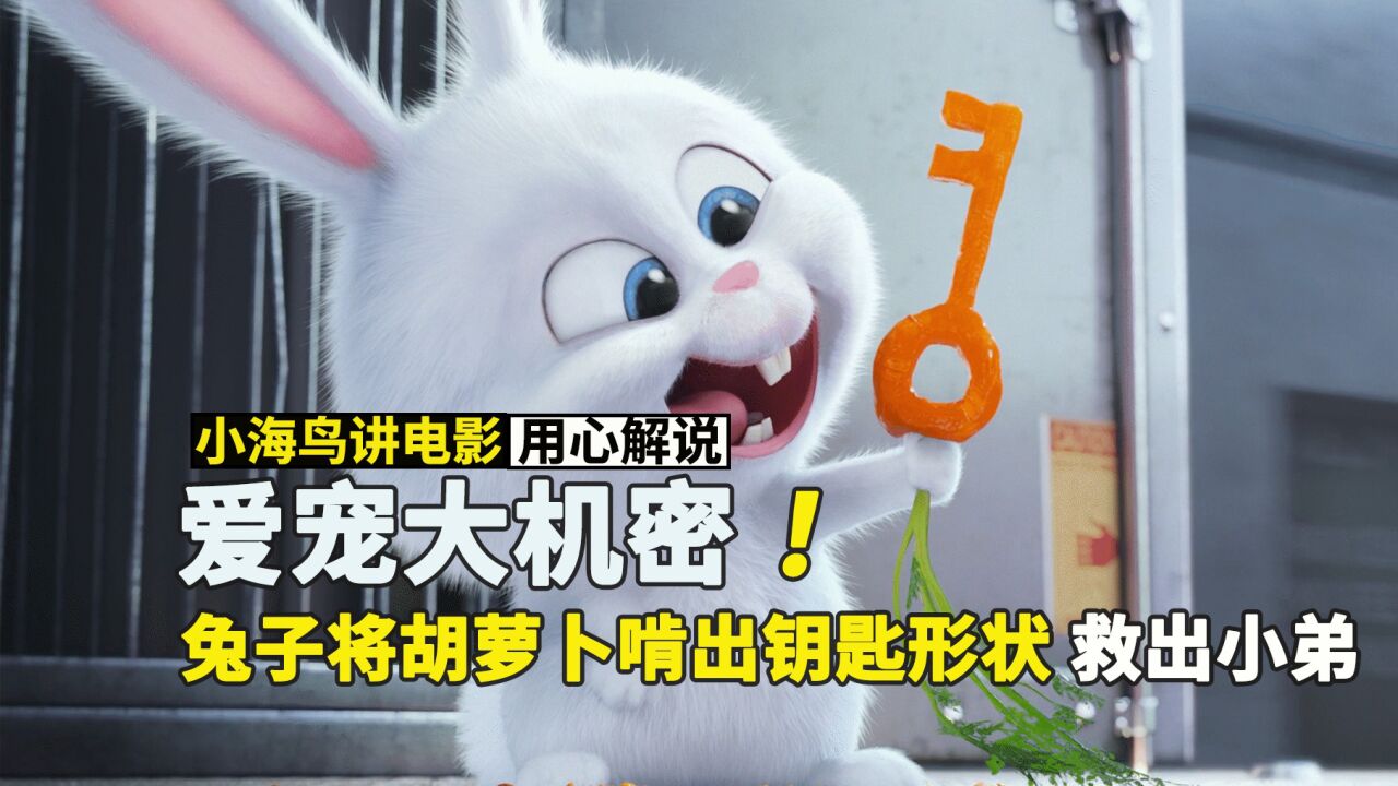 兔子将胡萝卜啃出了钥匙形状 还救出了关在笼里的小弟