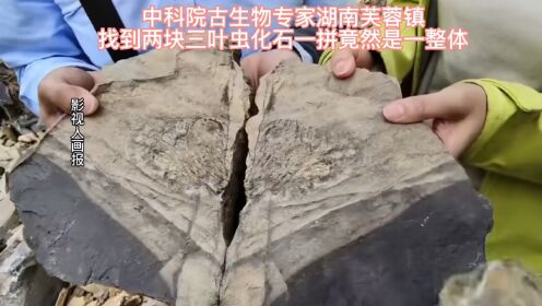 湖南芙蓉镇惊世发现国家古生物专家在此找到两块可拼整三叶虫化石