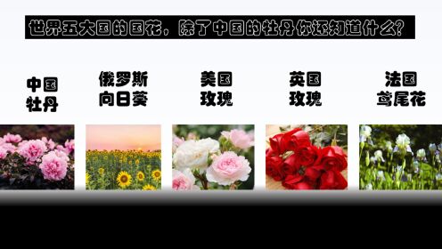 世界五大国的国花，除了中国的牡丹你还知道什么？