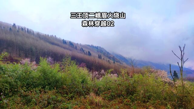 三王顶二峨眉火烧山穿越2,爬陡坡穿竹林挖折耳根,一路野趣十足