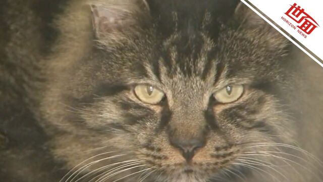 美国一虎纹猫离家出走12年后与主人团聚 主人:我以为它早死了