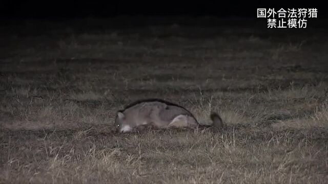 国外农场合法狩猎,一枪一个简直不要太狠了#国外合法狩猎#狩猎郊狼#动物解说#神奇动物在抖音