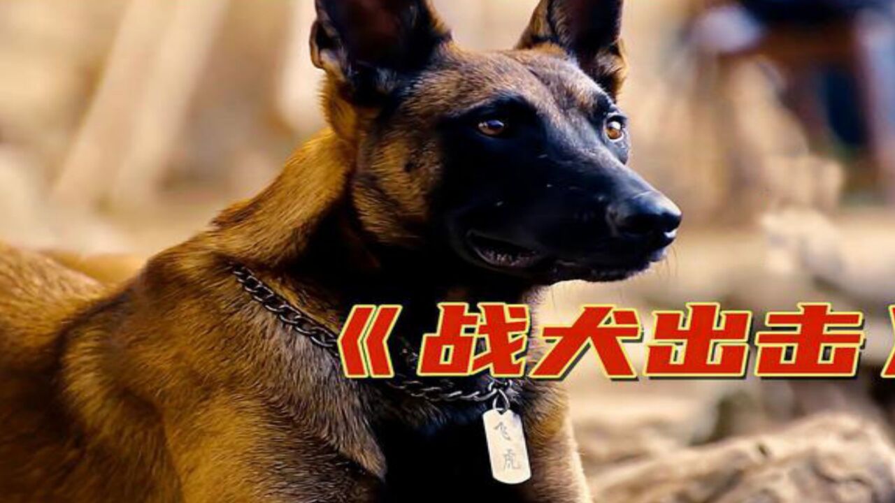 老人救下落难神犬你救我一命我护你一家催泪剧