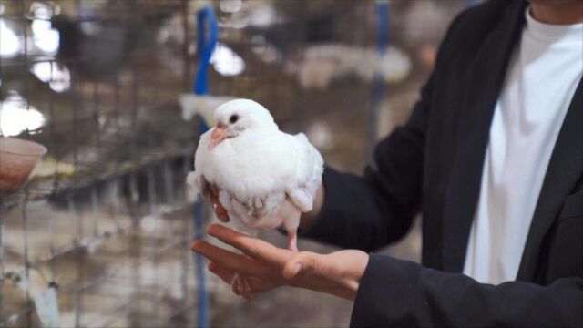 聊城市茌平区:发展新型特色产业,小鸽子为农民插上致富“翅膀”