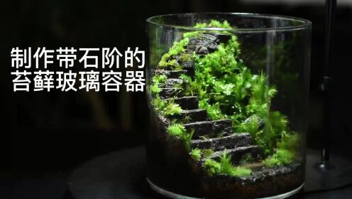 【苔藓微景观】挑战12厘米玻璃容器制作石阶小世界！