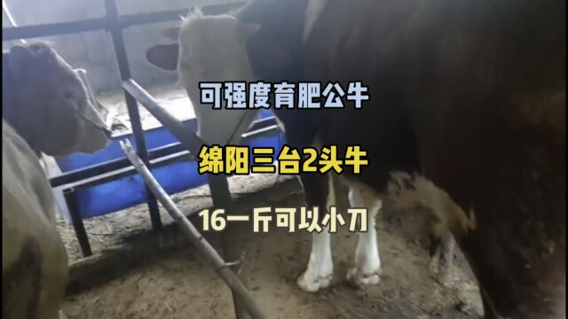 绵阳三台2头强度育肥公牛,养殖户不养了,16一斤可以小刀一丢丢