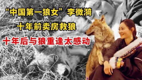 “中国第一狼女”李微漪：十年前卖房救狼，十年后与狼重逢太感动