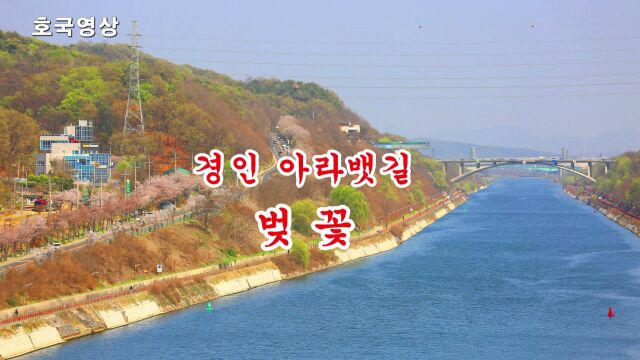 仁川阿拉运河樱花 경인아라뱃길 벚꽃 (2023年4月9日)