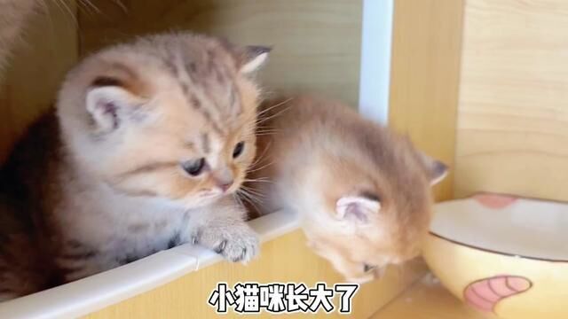 咱就说这个猫砂盆实用还美观#新手养猫 #萌宠好物 #猫砂盆