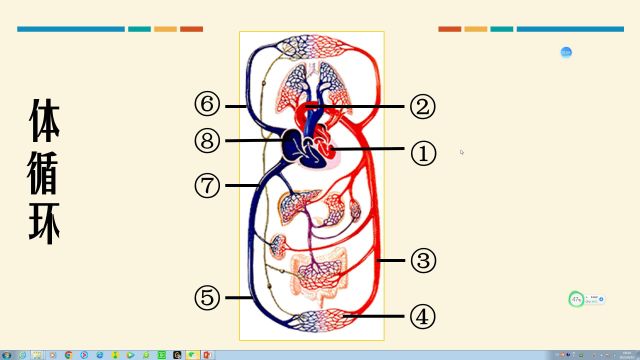 输送血液的泵 血液循环