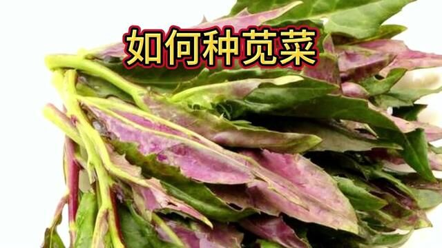 家庭种菜之苋菜如何种植?苋菜的生长周期,种植条件详细教程#家庭种植 #蔬菜种植 #阳台种菜 #苋菜 #阳台小院均可种植