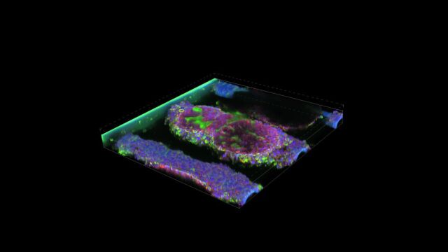 摩方精密微纳3D打印器官芯片, 构建生物医药产业发展新态势