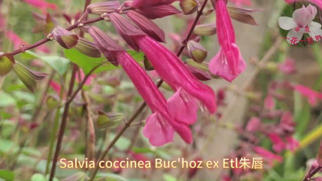 Salvia coccinea Buc'hoz ex Etl朱唇