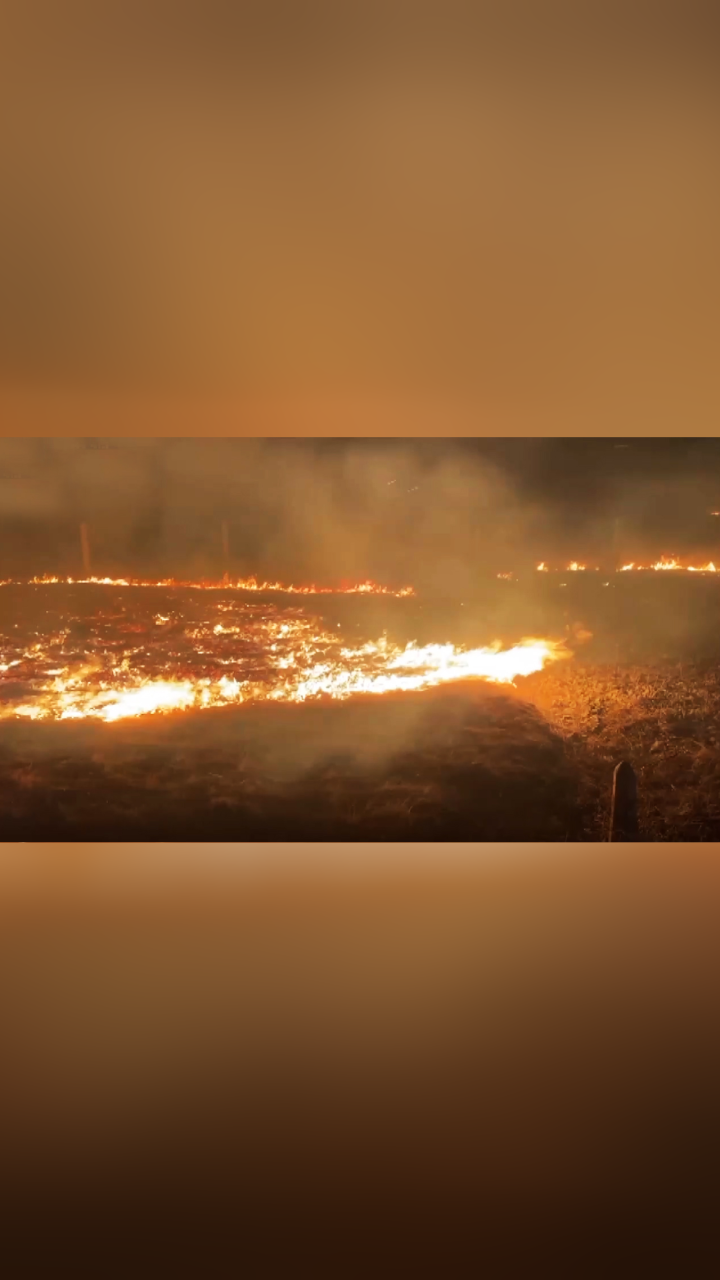 蒙古国8省份发生草原火灾 大量牲畜被烧死