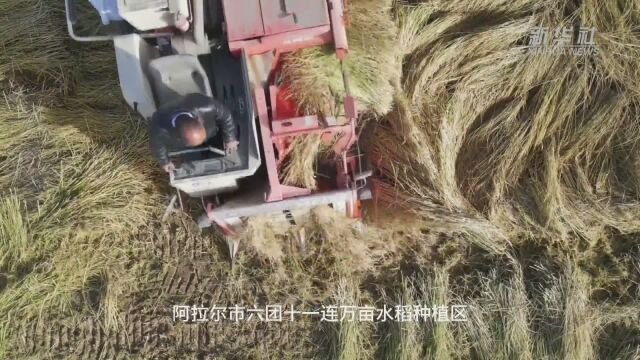 亩产573.8公斤 新疆耐盐碱水稻沙漠边缘实地测产