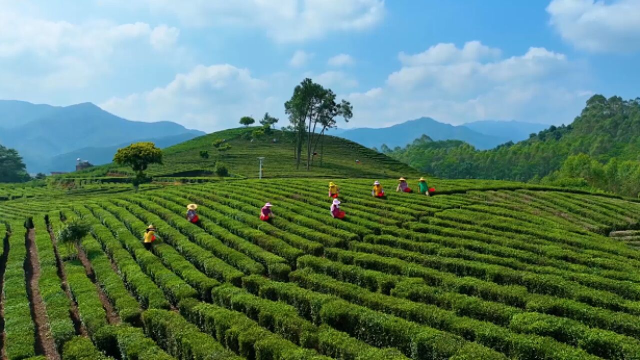 博罗柏塘:助推乡村振兴高质量发展 绘就"百里茶香"新画卷