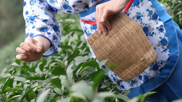 金字招牌 | 一盏鲜爽 唤醒春天——屏山炒青