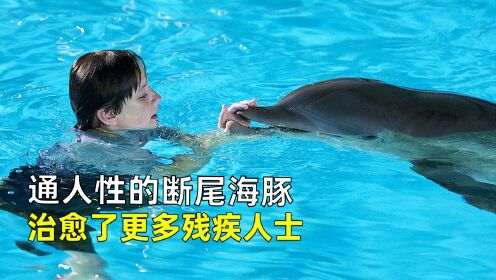 失去尾巴的海豚，在人类帮助下获救，为报恩它治愈更多残疾人士！