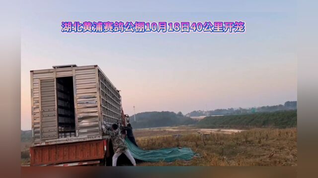 湖北黄浦赛鸽公棚10月18日40公里路训花絮