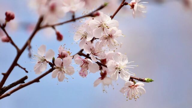 新华社:吉林长白春暖花开绽边陲 百花齐放竞争春