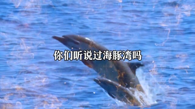 你听说过海豚湾吗