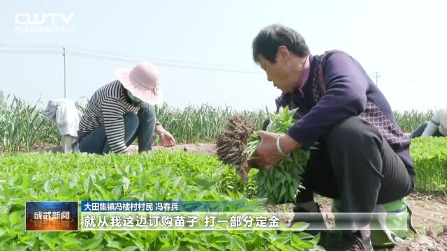 订单辣椒种植忙 助农增收有希望