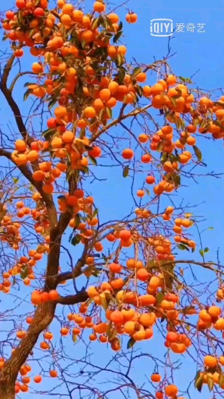 家乡那颗红枣树伴着我曾住过的老屋