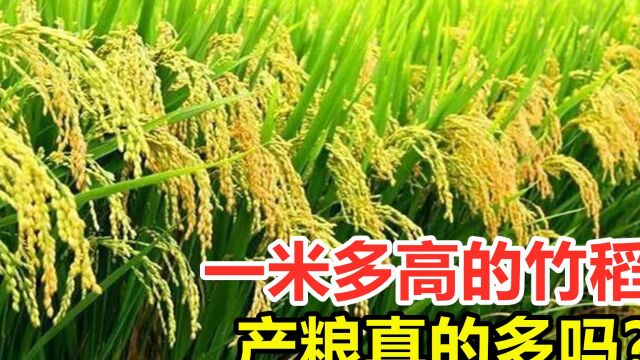 竹子和水稻也能杂交?一米多高的竹稻,产粮真的多吗?