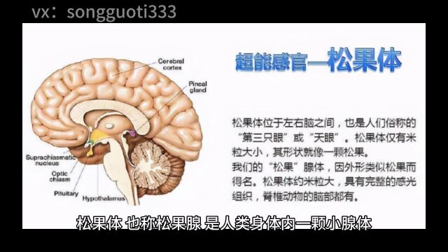 松果体与第三只眼的关系?开天眼的奥秘