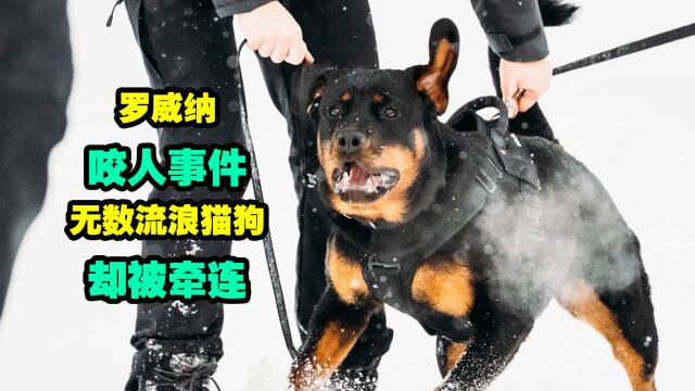 罗威纳咬人事件,无数流浪猫狗却受牵连