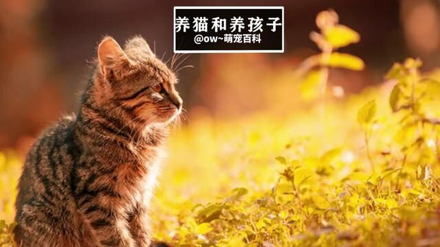 喵星人 #激萌动物 #宠物知识 #宠物卖萌 #英国短毛猫