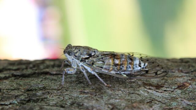 知了的声音 2 Cicada's voice 2