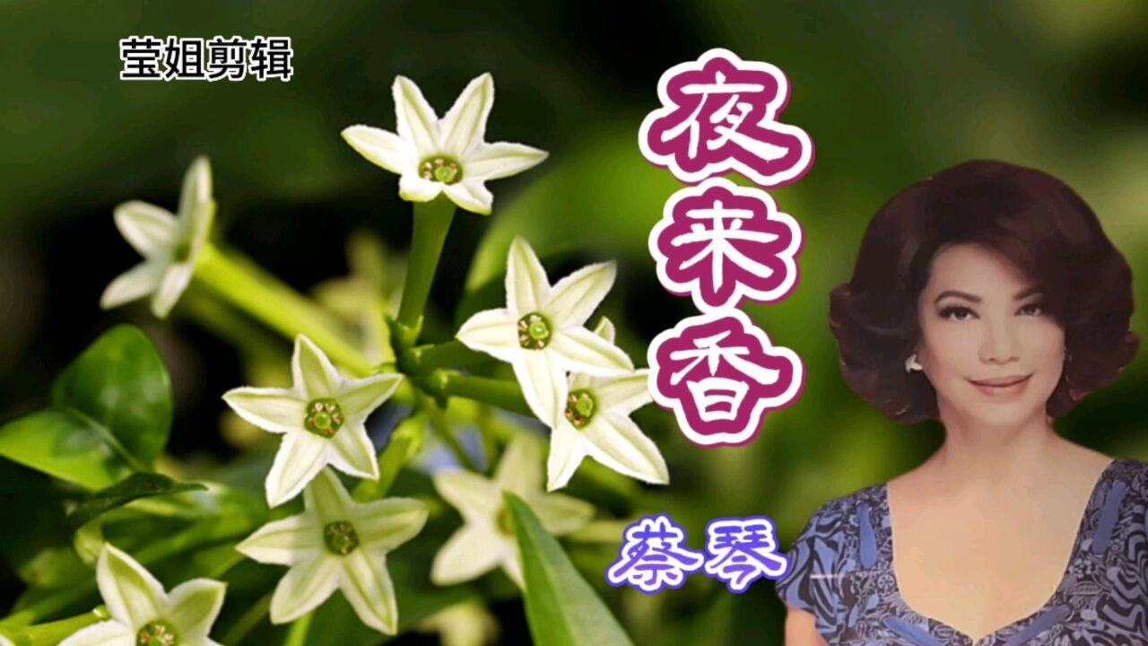 蔡琴演唱《夜来香》,经典的回忆,熟悉的旋律优美动听