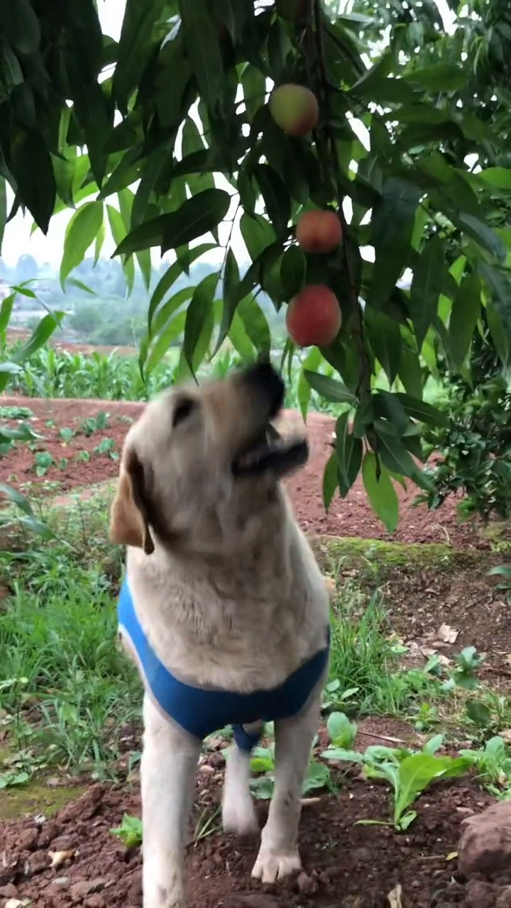 拉布拉多偷桃吃