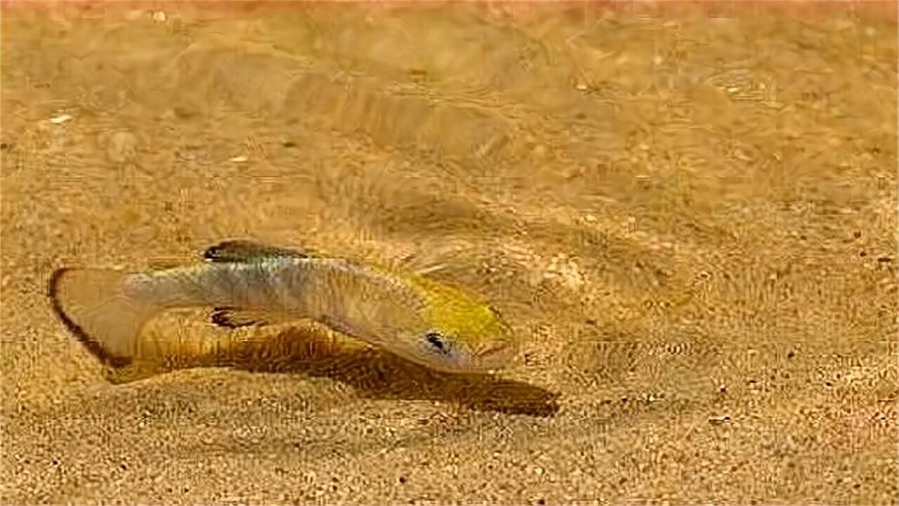 "沙漠鱼"在沙漠挣扎5万年,简直是奇迹再现